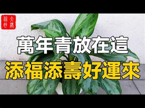 黛粉葉風水|【花葉萬年青風水】花葉萬年青風水這樣擺，財源滾滾。